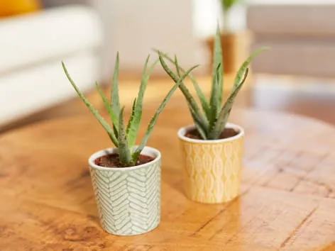 Dvě malé rostliny aloe vera v hrncích na dřevěném stole.