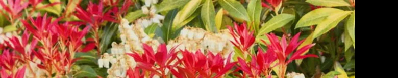 Pieris japonica s červenými listy a bílými květy v zahradě.