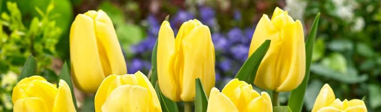 Žluté tulipány kvetoucí v zahradě s zelenými listy.