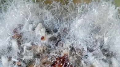 Bílý plíseň na orchideji – příznaky houbové infekce