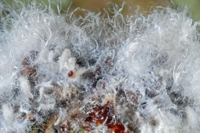 Bílý plíseň na orchideji - příznaky houbové infekce