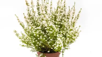 Kvetoucí rostlina Erica gracilis v hrnci na bílém pozadí.