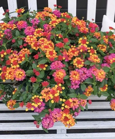 Colorful lantana camara bush