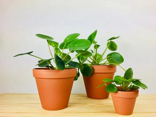 Tři rostliny pilea peperomioides v keramických hrncích na dřevě.