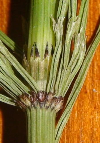 Detail zelené přesličky bahenní s rozvětvenými listy.