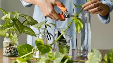Rost se řezá do vody pro zakořenění bez chemikálií