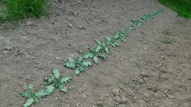 Řada mladých rostlin bodláku pěstovaných v zahradní půdě.