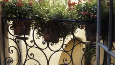Květináče s převislými květy na balkóně před zdí.