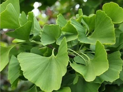 Zelené listy stromu ginkgo biloba rostoucí na větvích v zahradě.