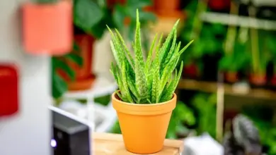 Zdravá rostlina aloe vera v oranžovém květináči na dřevěné ploše.