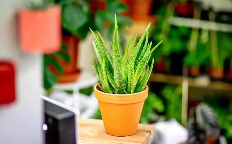Zelená rostlina Aloe vera v oranžovém květináči na dřevěné ploše.