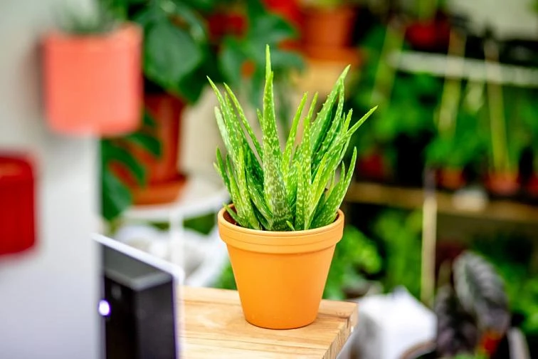 Zelená rostlina Aloe vera v oranžovém květináči na dřevěné ploše.