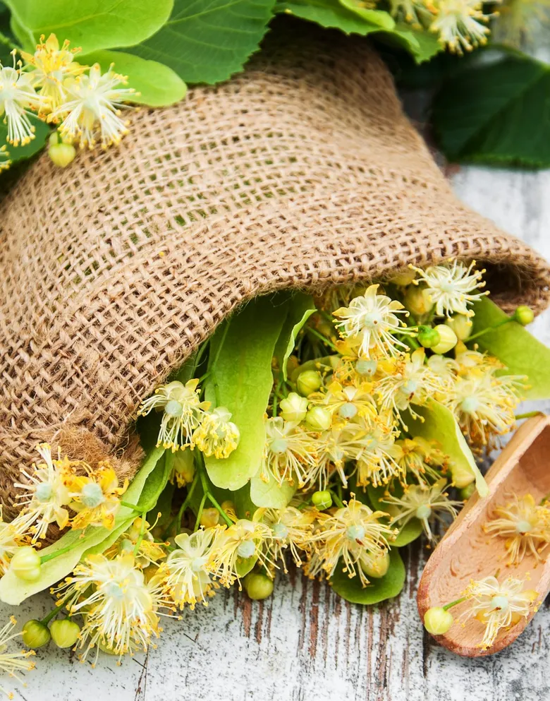 Linden flowers and leaves