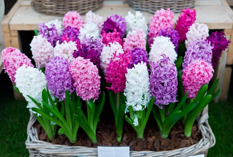Květináč s barevnými kvetoucími hyacinty v košíku.