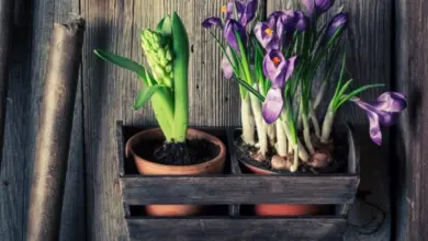 Dvě květináče s jarními tulipány v dřevěném košíku na staré zdi.
