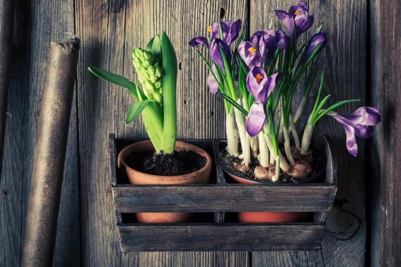 Dvě květináče s jarními tulipány v dřevěném košíku na staré zdi.