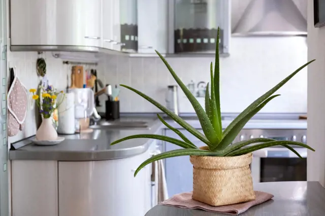 Zdravá rostlina Aloe vera v košíku na kuchyňské desce.