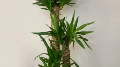 Yucca elephantips v květináči s bílými kamínky na dně.