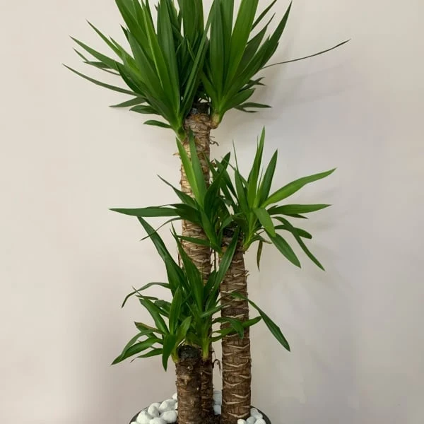 Yucca elephantips v květináči s bílými kamínky na dně.