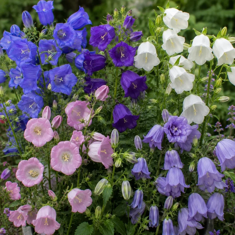 Různé druhy zvonků campanula v plném květu na pozadí zelených listů.