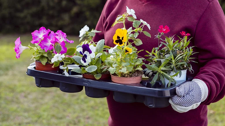 Person holding potted flowers