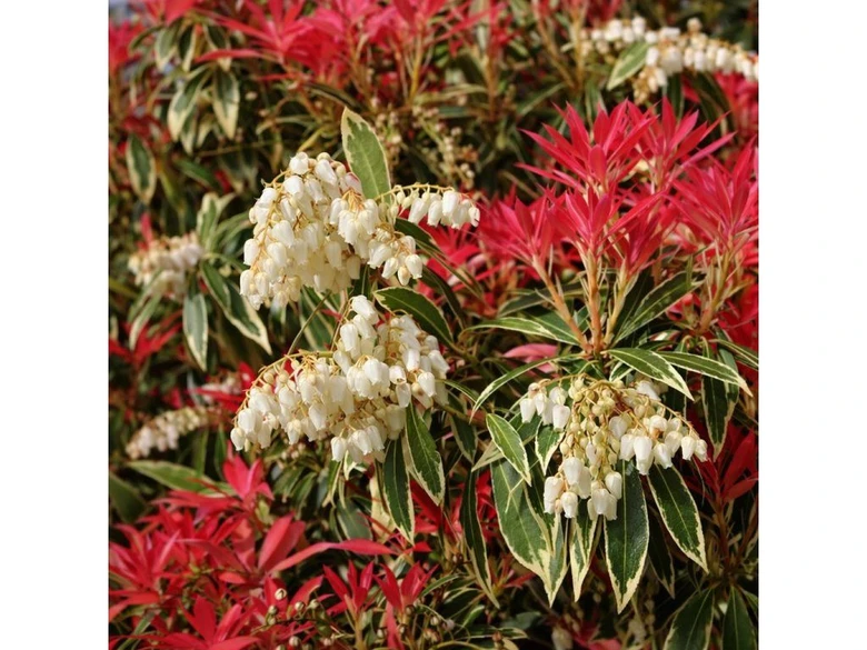 Bílé květy a červené listy rostliny pieris japonica v zahradě