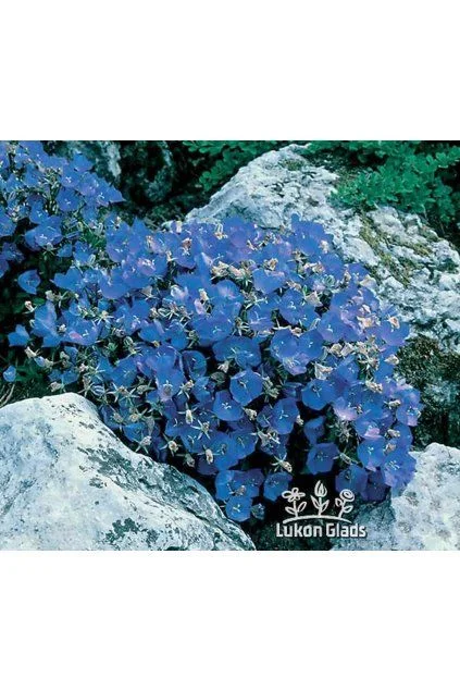 Modré květy zvonky campanula rostoucí mezi skály.