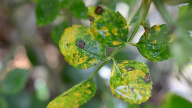 Rose leaves with black spots
