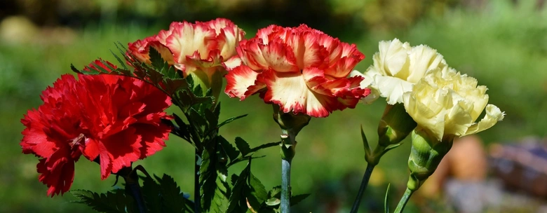 Rostoucí karafiáty Dianthus caryophyllus v zahradě.