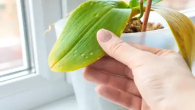 Ruka drží list orchideje s bílými skvrnami od nemoci.