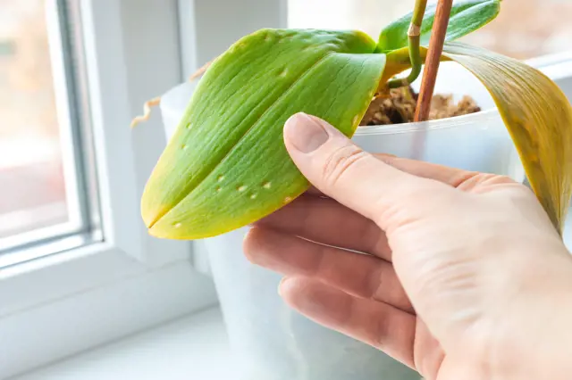 Ruka drží list orchideje s bílými skvrnami od nemoci.