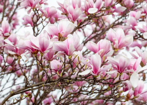 Růžové květy magnolie Soulangeana na větvích stromu.