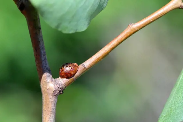 Bližší záběr na škůdce měchýřku přisedlého ke stonku rostliny.
