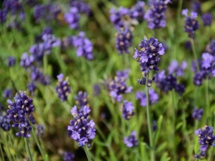 Lavender flowers in field