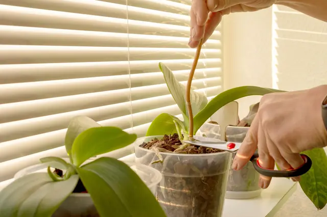 Ruční stříhání odumřelého květonosu u rostoucí orchideje.
