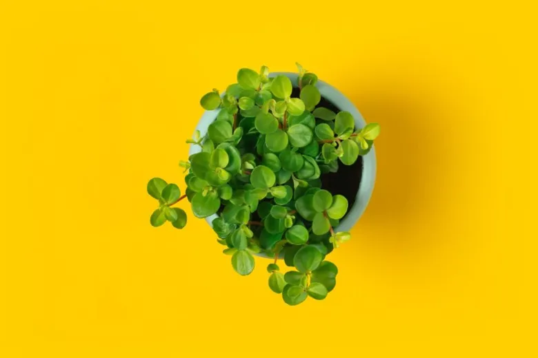 Zelená peperomie rotundifolia v květináč na žlutém pozadí.