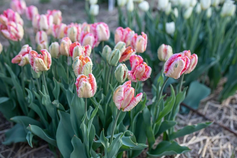 Rostoucí růžovo-bílé tulipány v zahradním záhonu.