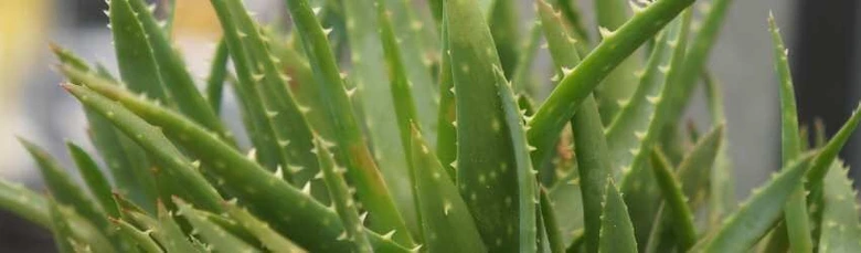 Aloe vera plant close-up