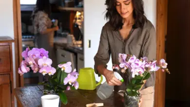Žena zavlažuje fialové orchideje na dřevěném stole v kuchyni.