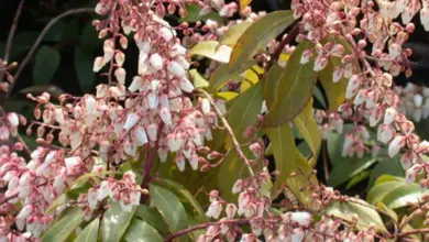 Bílé květy a zelené listy rostliny pieris japonica v zahradě.