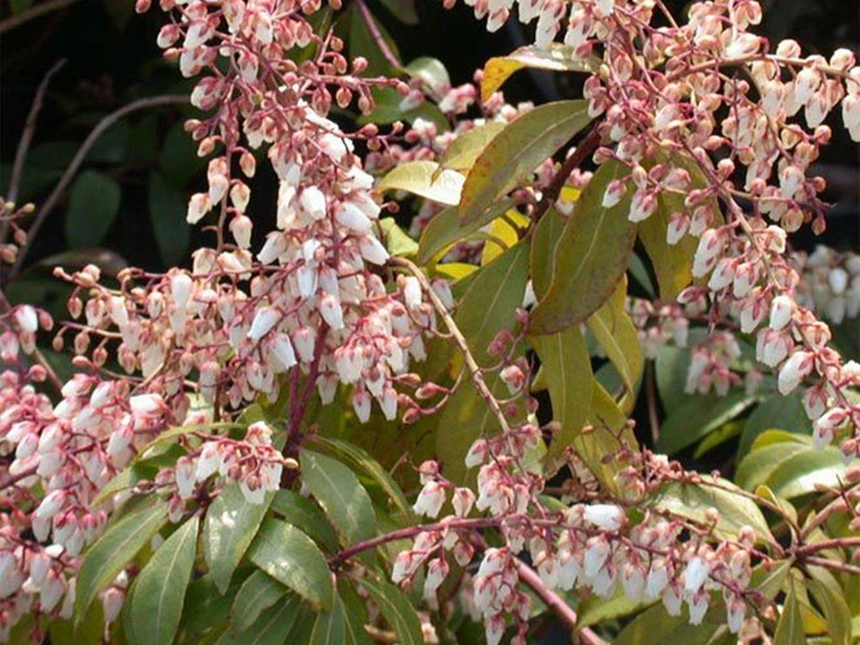 Bílé květy a zelené listy rostliny pieris japonica v zahradě.
