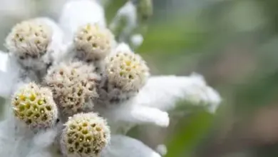 Bílá protěž alpská s žlutavými květy na rozostřeném pozadí.