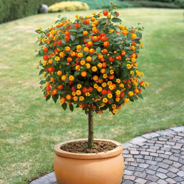 Lantana kamara v květináči tvarovaná jako kulovitý stromek na zahradní cestě.