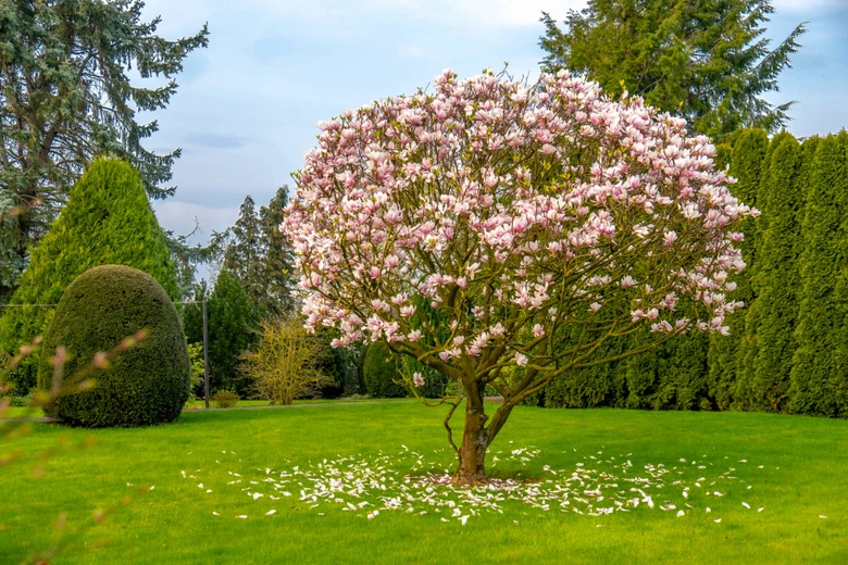 Rozkvetlá růžová magnolie na trávníku s opadlými květy.