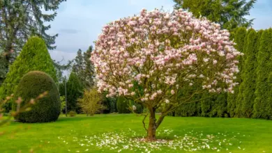 Rostoucí kvetoucí magnolie Soulangeana v zahradě s rozkvetlými listy.