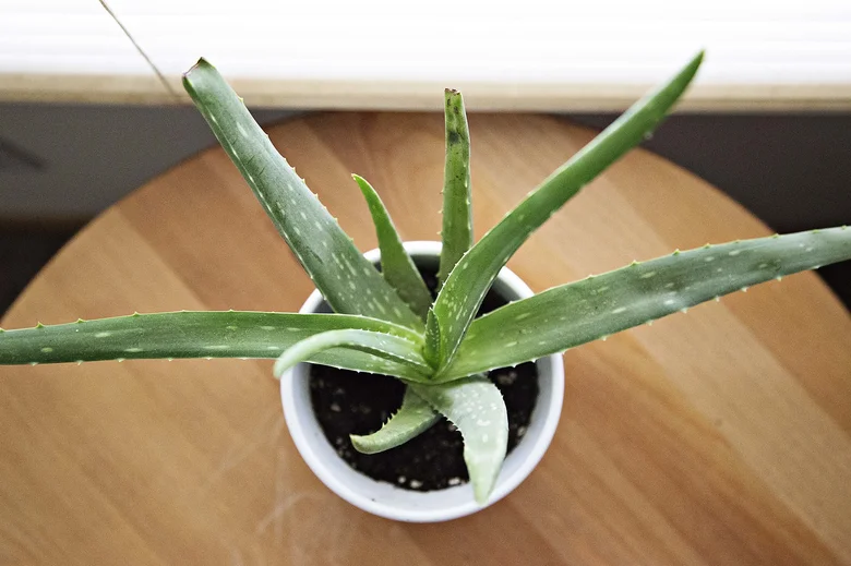 Horní pohled na rostlinu aloe vera v bílé květináči.
