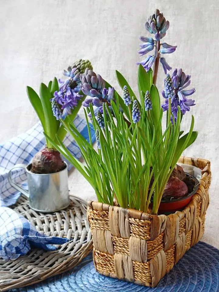 Fialové hyacinty kvetoucí v pleteném košíku s cibulí.