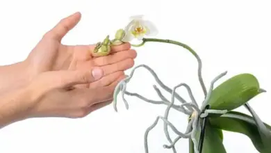Ruka drží vybledlou orchidej po odkvětu připravenou na zastřihnutí.