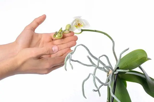 Ruka drží vybledlou orchidej po odkvětu připravenou na zastřihnutí.