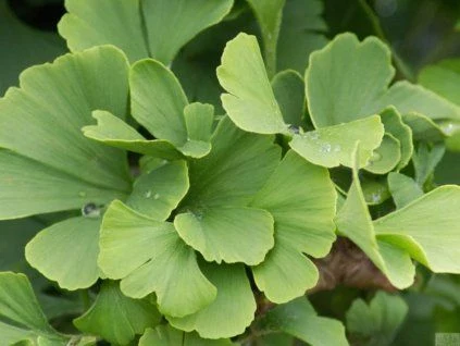 Zelené listy stromu ginkgo biloba v zahradě.